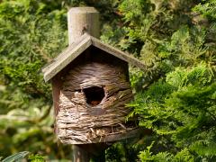 20180628 Roodborst Best for Birds staat op het plaatje van dit korfje. Volgens mij was het korfje toch echt bedoeld voor bijen en soortgenoten. Maar deze roodborst nam de tekst letterlijk en bracht er met succes een viertal jongen groot. Uiteraard had ik daar geen problemen mee.