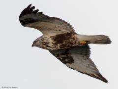 20190114 Ruigpootbuizerd
