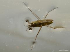 20171109 Schaatsenrijder Er zijn er niet veel die op water kunnen lopen maar dit insect heeft daar geen moeite mee. Je kent hem vast wel, de schaatsenrijder. Op mijn foto is heel goed te zien dat de poten op het water drukken, daar zelfs een putje in duwen maar er niet door heen zakken. De watermolekulen laten elkaar niet graag los en de druk van de poten is niet sterk genoeg om dat toch te doen gebeuren, anders gezegd, de oppervlaktespanning wint het van de pootdruk. De poten zijn speciaal gebouwd om goed 