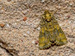 20190819 Schedeldrager Is het niet jammer dat je deze vlinder overdag niet makkelijk zult zien? Het is immers een nachtvlinder uit de familie Noctuidae (Uilen), een soort nachtuil dus. Ze komen wel in de vroege nacht op licht af. Om die reden heb ik hem kunnen spotten bij onze buitenlamp. Ze vliegen rond van half april tot eind september in twee generaties. De vleugels zijn ca. 18 mm groot. De kleuren kunnen wat variëren maar vaak is het purperachtige bruin en olijfgroen aanwezig. Op de bovenkant van het bo
