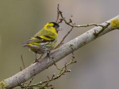 20130410 Sijs