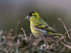 20130410 Sijs