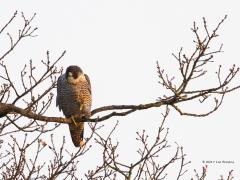 20170504 Slechtvalk In de buurt van Chaam ontdekte ik in een flinke boom in het avondlicht deze slechtvalk, een best forse vogel. Hoog in de boom kan de omgeving goed worden overzien. Natuurlijk had ie in de gaten dat ik mijn telelens op hem richtte. Hij was vriendelijk en stak zijn poot nog even naar me op.