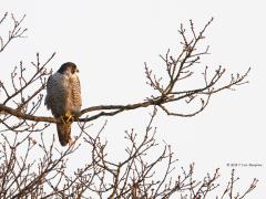 20170504 Slechtvalk In de buurt van Chaam ontdekte ik in een flinke boom in het avondlicht deze slechtvalk, een best forse vogel. Hoog in de boom kan de omgeving goed worden overzien. Natuurlijk had ie in de gaten dat ik mijn telelens op hem richtte. Hij was vriendelijk en stak zijn poot nog even naar me op.