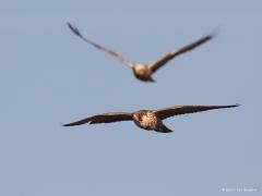 Slechtvalk (Falco peregrinus)
