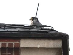 20191127 Slechtvalk Een nestkast op de kerktorenspits is een. Dan ook nog een slechtvalk op de torenspits is twee. De slechtvalk opmerken is drie. Een beetje goed in beeld komen zitten is vier en daar schortte het aanvankelijk wel aan. Zoals hier te zien merkte ik de slechtvalk voor het eerst op. Alleen goed met de kop zichtbaar. En natuurlijk weer een hinderlijk ding voor de kop, een pin van de bliksemafleider. Gelukkig ging hij later wat beter in beeld zitten met nog een duif als prooi ook. Het werd zo bi