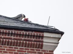 20191125 Slechtvalk Van de Alphense natuurfotograaf Harrie Timmermans, die een fotoshow gaf bij de Vogelwerkgroep, leerde ik dat op de kerktoren van Alphen een slechtvalkenkast was geplaatst. Waarom niet een keer daar gaan kijken dacht ik. En wat een mazzel, er zat een vogel op de torenspits. Een goeie foto maken valt echter nog niet mee want de brute predator zat op ruim 80 meter van mijn lens af een duif op te eten. Eerst bijna geheel buiten beeld maar gelukkig ging ie nog naar een randje toe. Regelmatig 