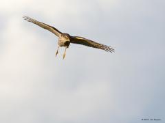 20191117 Sperwer Bij een strook groenbemesting met allerlei planten daarin, kunnen vogels eten vinden. Deze plekken zijn in deze tijd erg belangrijk voor bijvoorbeeld vinken. Hele groepen komen er foerageren. En dat blijft niet onopgemerkt. Er zijn weer andere vogels die van die vinken willen profiteren. Zoals deze sperwer, die zag ik jagend boven de groenbemesting vliegen. Binnen een seconden kon ik enkele foto's maken. Daarop zijn verschillende jachthoudingen te zien. Eerst wat hoger voor het overzicht, d