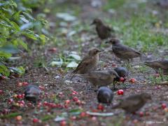 20190611 Spreeuw Eigenlijk wel jammer voor ons. Er blijft er namelijk geen eentje over voor ons. En ze zijn zo lekker als ze tenminste lekker rijp kunnen worden want er waren al best veel kersen te vroeg van de boom gevallen, de grond lag er vol van.