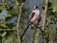 20170808 Staartmees Andere jaren kregen we dit leuke vogeltje zo nu en dan op bezoek in onze tuin, afgelopen winter heb ik ze er echter niet gezien. Volwassen is dit meesje 16 tot 19 cm lang, komt natuurlijk vooral door die opvallend lange staart. De vleugeltjes uitgespreid komen tot 16 a 19 cm, dat is niet zo groot. De donkere ogen zijn soms omrand met een felgekleurde oogring, dat is hier te zien. Jongen hebben vaak een rode omranding. Staartmezen leven doorgaans in groepen met een hechte sociale structuu