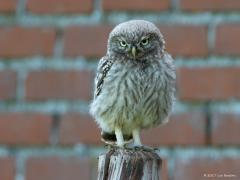 Riel / 20120630