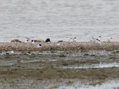 20140503 Strandplevier