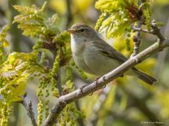 20170510 Tjiftjaf Dit heel algemeen voorkomend zangvogeltje doet niet moeilijk. Ze voelen zich bijna in elk bos en park thuis, je kunt za daar niet missen. Om het ons gemakkelijk te maken roepen ze ook de hele dag door hun eigen naam. Wel handig natuurlijk en iedereen kent hem daardoor. Hier tussen het frisse groen geel oogt het zangertje geler dan dat ie in werkelijkheid is. Ze lijken erg op de fitis maar hebben een kortere oogstreep en donkerdere pootjes.