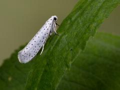 20180714 Vogelkersstippelmot Een inheems standvlindertje. Geen grote mot, een kleintje, een microlepidoptera. Een veel voorkomend spinselmotje want deze soort hoort tot de Yponomeutidea ofwel spinselmotten. Ze kunnen die naam goed waar maken want soms zitten struiken helemaal vol met hun spinsels. Soms wordt dat zelfs een plaag. Goed 2 cm groot is de spanwijdte van dit witte motje met veel zwarte stipjes, vandaar de naam stippelmot. Er zijn meerdere soorten met dit soort stipjes, steeds weer iets anders van