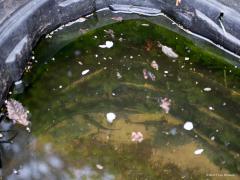 20190408 Alpenwatersalamander Het weer heldere vijvertje met twee van de vier salamanders.