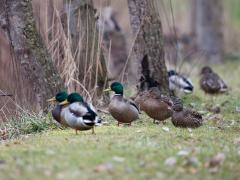 20170209 Wilde eend