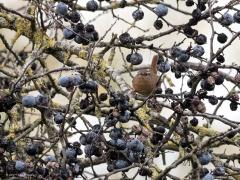 20191130 Sleedoorn / Prunus spinosa / Winterkoning In Sprundel zag ik een flinke heg staan met nog steeds flink wat best grote blauwe bessen er aan. Waarom nog niet opgegeten moest ik denken. Nou, dat heeft een reden. Ik kende de struik niet maar ik denk nu dat het een sleedoorn is, de eerste aan het eind van de winter wit bloeiende struik in onze natuur. En die bessen, die blijken nu veel te hard en veel te wrang. De natuur heeft daar weer wel een oplossing voor want na flink wat vorst worden de bessen zac