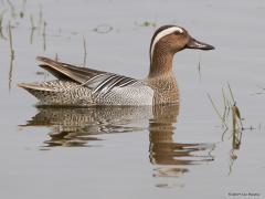 20120517 Zomertaling