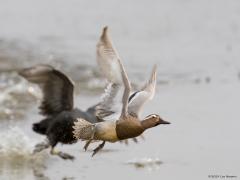 20120517 Zomertaling