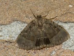 20171030 Zwart weeskind Bij de loklamp bij de buitendeur vond ik een drietal weeskinderen. Naast de rode en de karmozijn ook de zwarte. De minst mooie, niet alleen omdat de achtervleugel geen mooie kleur maar het saaie zwart laat zien, maar ook omdat het een ver versleten exemplaar betreft. Je moet een beetje mazzel hebben met de vlinder die op bezoek komt, is het een vers net uit de rups gekropen vlinder of eentje die al een tijdje rond heeft gevlogen en al heel wat schade aan de vleugels heeft opgelopen. 