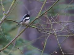 20171228 Zwarte Mees Het is al weer jaren geleden dat ik in onze tuin een zwarte mees zag. Ook in de bossen zie ik ze tegenwoordig nog zelden. Zwarte mezen broeden in naaldbossen en zijn het talrijkst bij een hoog aandeel sparrenbos. Het voorkomen buiten de zandgronden van Oost-, Midden- en Zuid-Nederland is verbrokkeld, maar wat ruimer dan bij de eveneens aan naaldhout gebonden Kuifmees. Zwarte mezen namen in de twintigste eeuw een tijdlang toe in het kielzog van massale aanplant van naaldbomen. Vanaf 1985