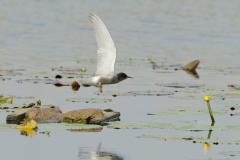 20120522 Zwarte stern