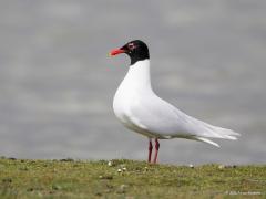 20160415 Zwartkopmeeuw
