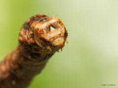 20190318 Gewone spikkelspanner Echte vreetmachines zijn die rupsen. De kop met bladfreesgereedschap speelt de hoofdrol. De ogen zijn niet zo best ontwikkeld maar ogen zijn er wel, meerdere. Kleine antennes maken de vreetkop compleet. Eenmaal dik gegeten dan gebeurt het bijzondere, de interne ombouw tot vlinder.