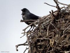 20190228 Kauw Kauwen zoeken of bouwen weer een nest. Ze gebruiken daarvoor grove takken. Maar hier is het allemaal een maatje te groot