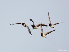 20120128 Brandgans Een goede vluchtfoto maken valt nog niet mee. Niet alleen is een korte sluitertijd nodig, de vogels moeten ook liefst naar je toe komen vliegen en dat doen ze meestal niet. Deze brandjes een keer wel. De brandgans is op weg om de Kolgans voorbij te streven als talrijkste in Noordwest-Europa overwinterende gans. Ook in Nederland zijn de aantallen enorm gestegen, met in sommige winters meer dan 800.000 exemplaren, overeenkomend met 80% van de flyway-populatie.