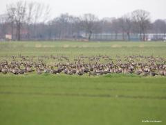 20200117 Kolgans  Heel veel kolganzen in De Matjens vorige week. Of was het in De Maatjes, want ze zaten meestentijds op Belgisch grondgebied. Ik zag er geen rietganzen tussen. Brandganzen zie ja daar ook al heel weinig. In Nederland wordt geschat dat er nog geen 1000 paartjes broeden. Een kleine miljoen trekken er door en in de winter overblijven er ook een kleine miljoen. Genoeg om ze op verschillende plaatsen tegen te komen.