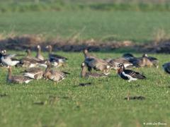 20200121 Roodhalsgans Het zat me hier viermaal mee. De roodhals was aanwezig, ik vond de gans met de kijker, even daarna zelfs een tweede en tenslotte kwamen ze lopen aan de gunstige kant van de grote groep, goed in beeld zij het dat het nog steeds op ca. 300 meter afstand was.