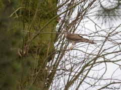 Sperwer Turfstraat Sprundel 20200204