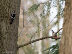 Grote bonte specht  20200316  Zundert Dingeind