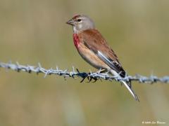 Kneu  20200519  Zeeland Wissekerken