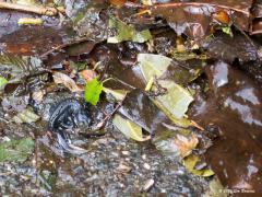 Alpenwatersalamander  20200608  Ik heb een heel klein vijvertje in de tuin, meer een vogeldrink- en -wasplekje. Al meerdere jaren zie ik daar tot mijn verrassing nu en dan salamanders in. Maar een aantal maanden terug dreven er drie dode exemplaren in. Ik schrok, ik had een poos daarvoor een plank in het vijvertje gezet als ontsnappingsweg voor egels die in het verleden daar wel eens kwamen drinken en soms zelfs erin verdronken. Die plank realiseerde ik me later, was een geimpregneerde schuttingplank. Zou i