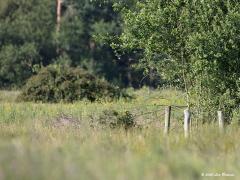 Grauwe klawier  20200622  Zundert De Reten