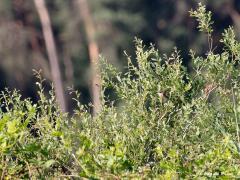 Grauwe klawier  20200622  Zundert De Reten