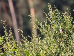 Grauwe klawier  20200622  Zundert De Reten