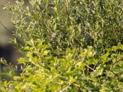 Grauwe klawier  20200622  Zundert De Reten