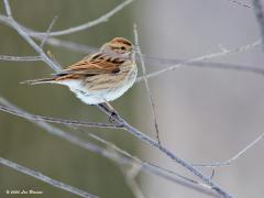 Rietgors  20130125  Zundert Walstein