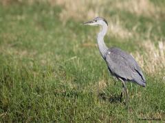 Blauwe reiger  20200811  Zo zien we deze grote vogel vaak. Ofschoon, meestal staat ie stil langs een watertje te wachten op een maaltje. Maar ook in een weiland wil ie wel eens op strooptocht gaan. Hij lust van alles, weinig is veilig voor die gemene dolksnavel.