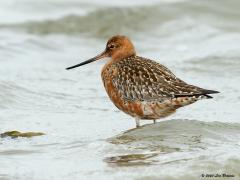 Rosse grutto  20201021  Een rosse grutto haalde onlangs het wereldnieuws. Niet deze die ik in mei in Zeeland fotografeerde maar een gezenderde soortgenoot die in Alaska genoot van het vele licht in de lange dagen daar. Toen de dagen daar weer korter werden ging deze rosse grutto op reis naar een plek waar op dat moment weer langdurig daglicht aanwezig was. Zo vestigde deze rosse grutto een nieuw wereldrecord langste non-stop-vlucht. De mooie vogel vloog in 11 dagen maar liefst 12.000 km, van Alaska 