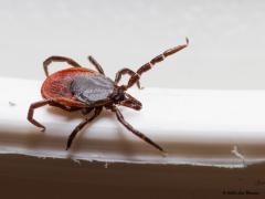 Schapenteek  20201023  Boswachter Erik de Jonge van Brabants Landschap noemde in de krant deze week dit insect de Brabantse grizzly. Nou een beer is dit kleine misbakseltje zeker niet maar griezelig is het echt wel. Dat vanwege uiterlijk en gedrag. Daarbij kan de spinachtige griezel, een van de acht poten is afgebroken, ook nog eens een soms dodelijke bacterie bij zich dragen dat aan ons kan worden overdragen; iedereen kent natuurlijk de ziekte van Lyme. De teek heeft geen ogen, belangrijke sensoren z
