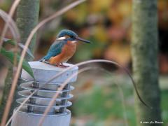 IJsvogel  20081111  Wat is ze mooi nietwaar? Het is een 'ze' een vrouwtje want er zit rood in de ondersnavel. Maar of de eigenaar van deze tuinlamp ook blij met haar was, betwijfel ik. Ze zit namelijk bij de tuinvijver; als dat maar goed gaat.