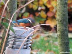 IJsvogel  20201113  Je kon er op wachten. De kleine goudwinde in de tuinvijver is geen partij voor deze machtige visser. Kleine goudwinde schrijf ik maar voor dit vogeltje is het eigenlijk een joekel. Ongelooflijk hoe relatief groot de prooien kunnen zijn. Hoe agressief moeten die maagzuren wel niet zijn want het oplossen en verteren gaat verrassend snel. De ijsvogel heeft geen zin in gespartel in slokdarm en maag. Daarom moet eerst de vis tot de orde worden geroepen. De wrede vogel slaat daarom eerst 