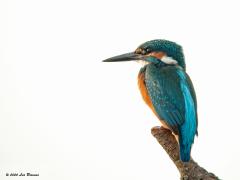 IJsvogel  20201109  Parmantig zit meneer op de speciaal voor hem klaargezette stok langs de Aa of Weerijs en neemt even de tijd om eens goed de omgeving op te nemen. Weet je een plek waar een ijsvogel met regelmaat naar visjes komt speuren dan wil het best wel eens lukken om een zitstok te plaatsen. Bijvoorbeeld bij een stukje ondiep water waar wat jonge visjes willen genieten van het iets warmere water daar. De stok een beetje schuin boven het water zetten en op flinke afstand afwachten maar.  We zien