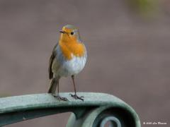 Roodborst  20201124  Mijn tuinvriendje is er nog. Hier twee foto's waarbij de leuning van de tuinbank wordt gebruikt. Wilde slechts een foto plaatsen maar kon zelf niet opmaken wat de mooiste van deze twee was, daarom maar beide geupload. Welk plaatje heeft je voorkeur, vooraanzicht of wat zijaanzicht?