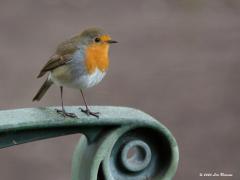 Roodborst  20201124  Mijn tuinvriendje is er nog. Hier twee foto's waarbij de leuning van de tuinbank wordt gebruikt. Wilde slechts een foto plaatsen maar kon zelf niet opmaken wat de mooiste van deze twee was, daarom maar beide geupload. Welk plaatje heeft je voorkeur, vooraanzicht of wat zijaanzicht?