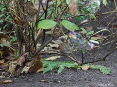 Roodborst  20201111  Tuin